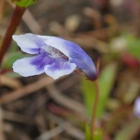 Lindernia hyssopioides (L.) Haines
